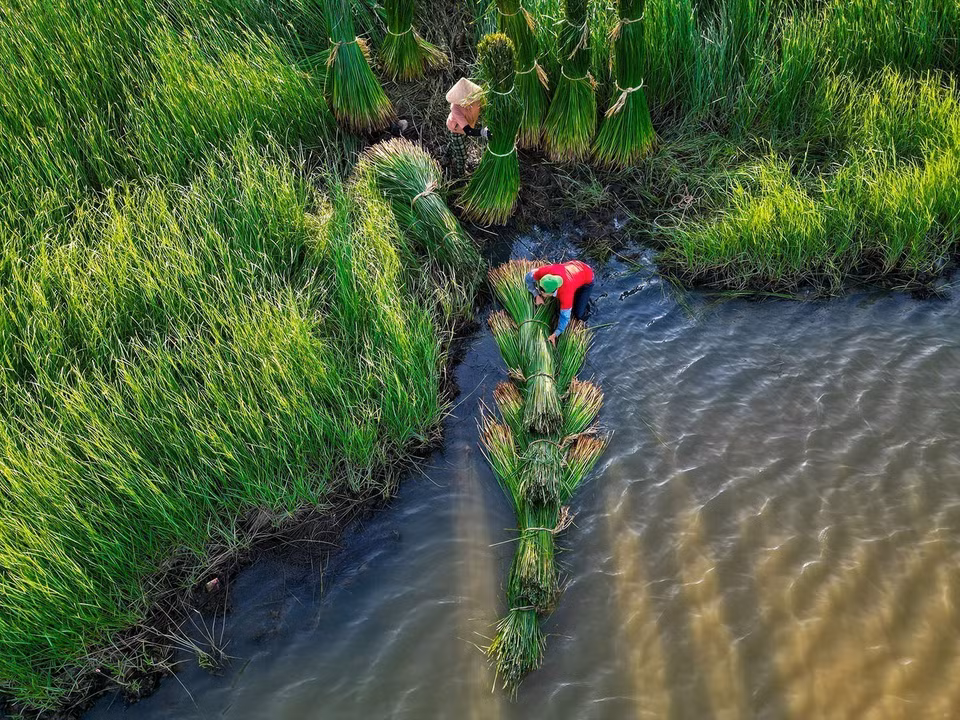 Villagers stacking sedge into bundles for easier transportation. (Photo: VNA)