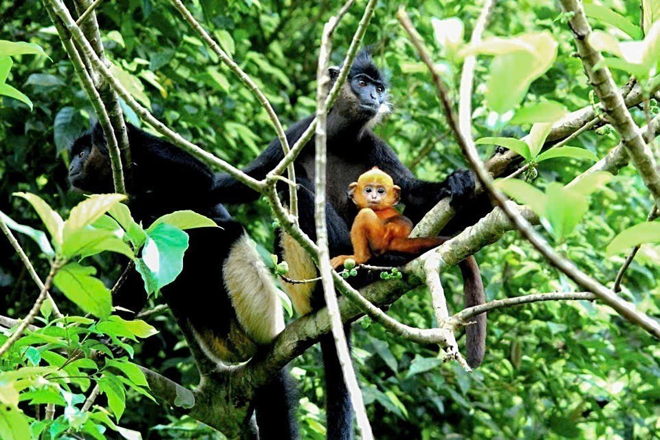 The white-rumped douc langur (Trachypithecus delacouri) in the EPRC’s semi-wild area, with a wild population of about 400 individuals. (Photo: Van Chi/VNA)