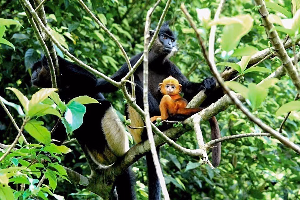 The white-rumped douc langur (Trachypithecus delacouri) in the EPRC’s semi-wild area, with a wild population of about 400 individuals. (Photo: Van Chi/VNA)