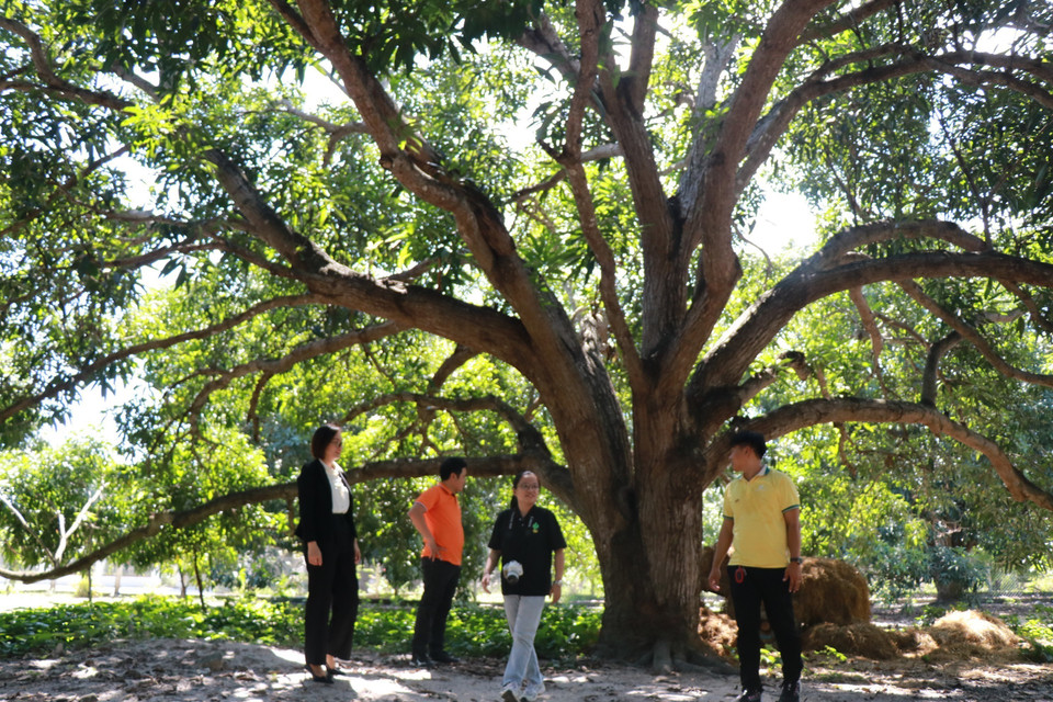 Ancient mango orchards in Cam Lam, Khanh Hoa province, attract visitors with community-based tourism experiences. (Photo: VNA)