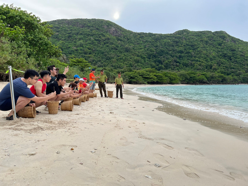 Tourists experience an eco-tourism tour, and have the chance to witness sea turtles laying eggs and releasing baby turtles back into the wild. (Photo: VNA)