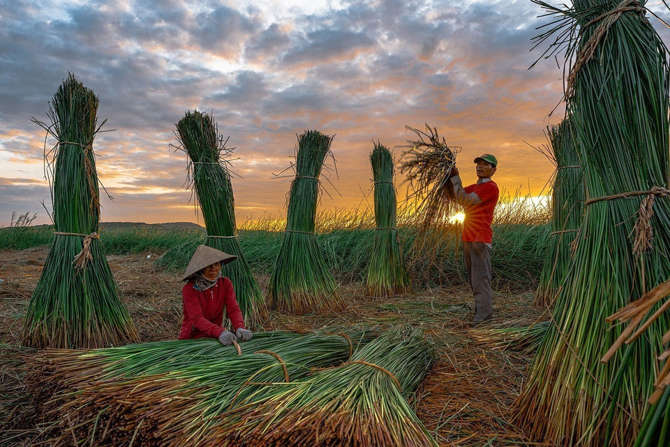 Residents of Phu Tan village harvesting sedge early in the morning. (Photo: VNA)