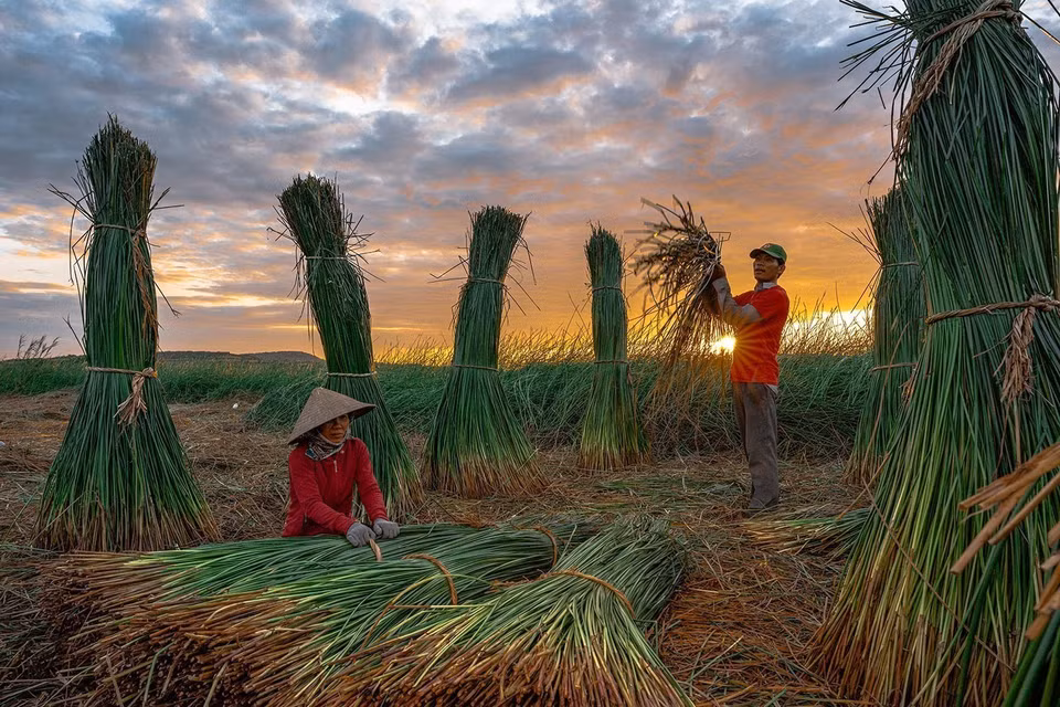 Residents of Phu Tan village harvesting sedge early in the morning. (Photo: VNA)