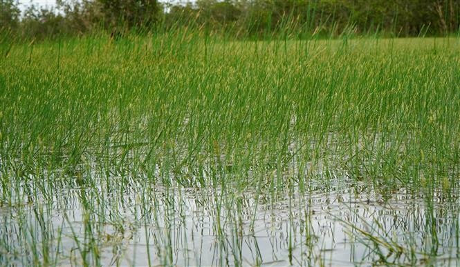 Eleocharis grass, the red-crowned crane’s preferred food, is flourishing during the flood season at Tram Chim National Park. (Photo: VNA)