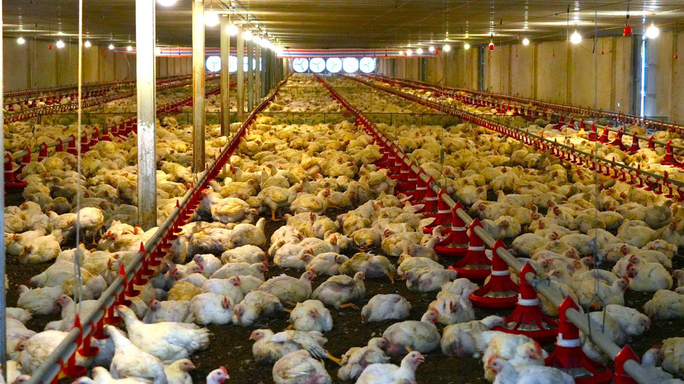 Advanced technology is widely implemented at concentrated livestock farms in Tay Ninh. (Photo: VNA)