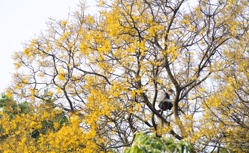 Copperpod flowers in full bloom on Son Tra peninsula. (Photo: VNA)