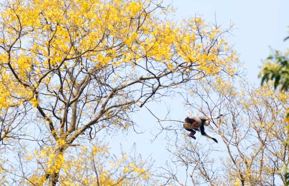 A douc langur leaps across Copperpod trees. (Photo: VNA)