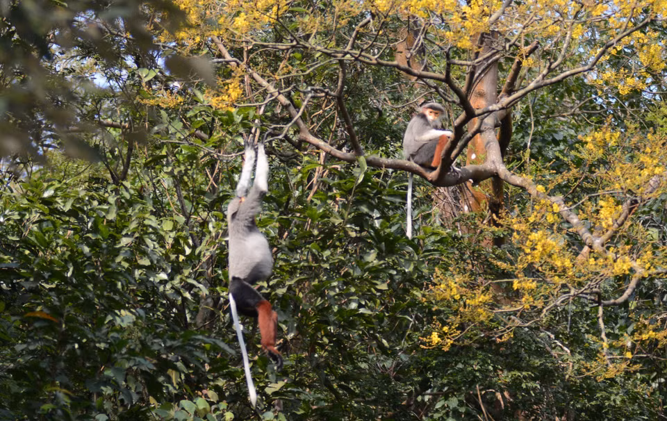 A close-up of the brown-shanked douc langur amidst Copperpod flowers. (Photo: VNA)