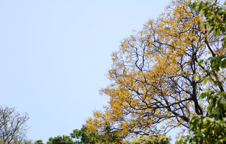 Copperpod flowers ablaze with yellow in the midst of the green forest. (Photo: VNA)