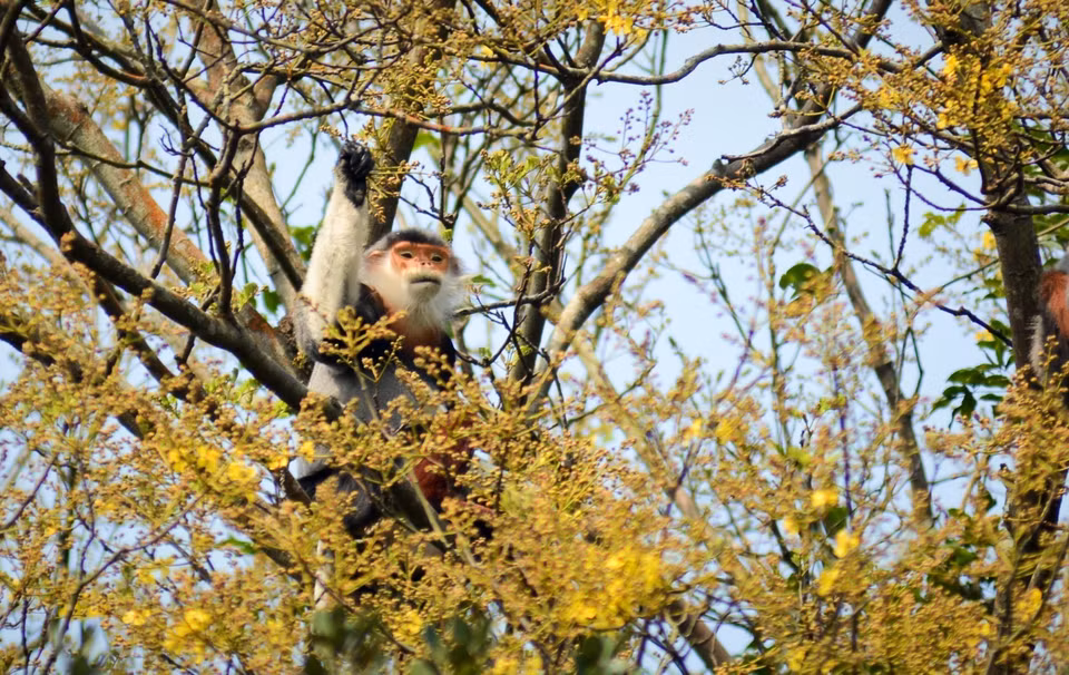 The golden blooms are a seasonal treat for the langurs. (Photo: VNA)
