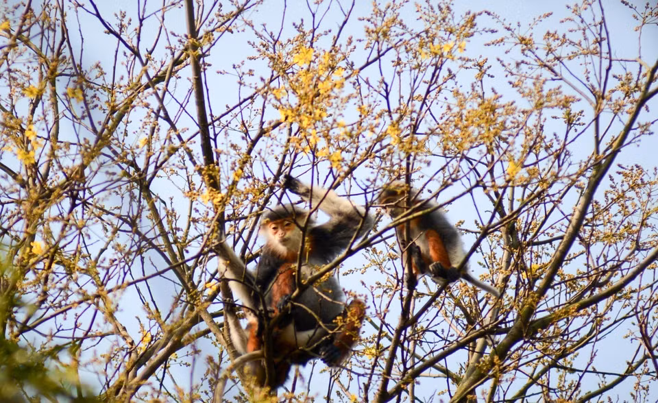 A unique harmony of wildlife and blooming nature on Son Tra peninsula. (Photo: VNA)