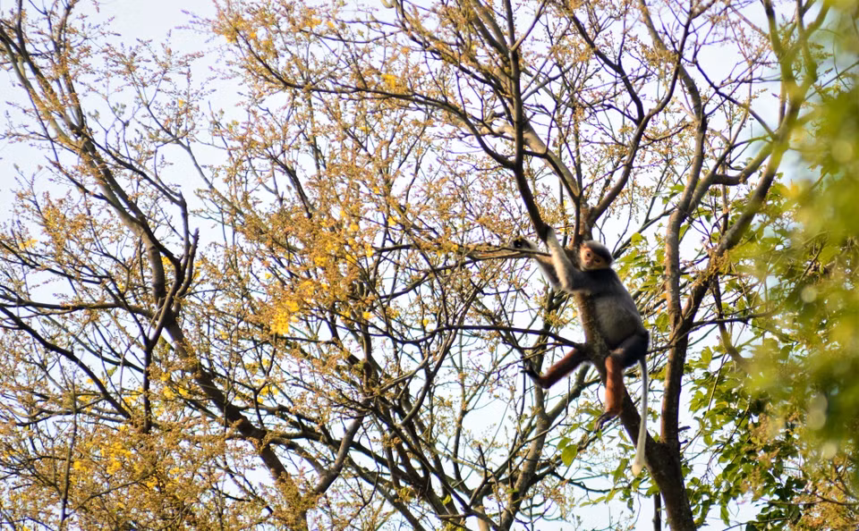 Copperpod blossoms are a favorite food of the brown-shanked douc langur. (Photo: VNA)
