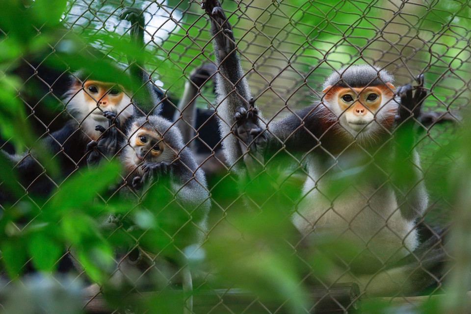 A family of grey-shanked douc langurs (Pygathrix cinerea) at the EPRC. (Photo: Van Chi/VNA)