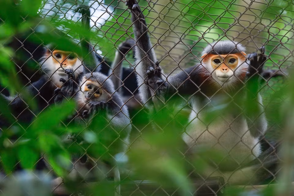 A family of grey-shanked douc langurs (Pygathrix cinerea) at the EPRC. (Photo: Van Chi/VNA)