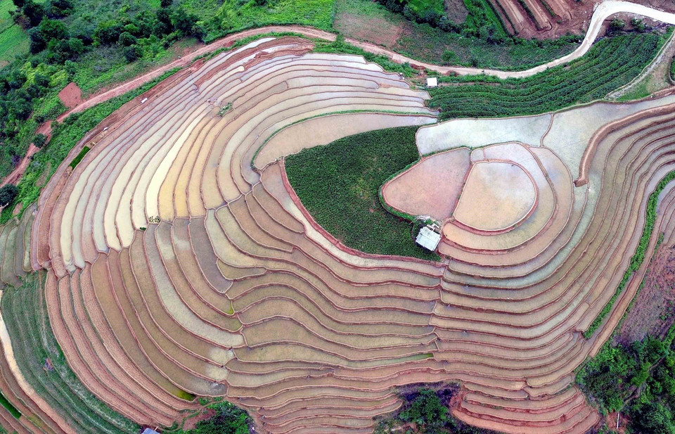 Xim Vang terraced fields are located at an altitude of more than 1,500 meters above sea level. (Photo: VNA)