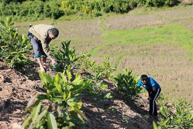 Local residents take care of young acacia trees. (Photo: VNA)