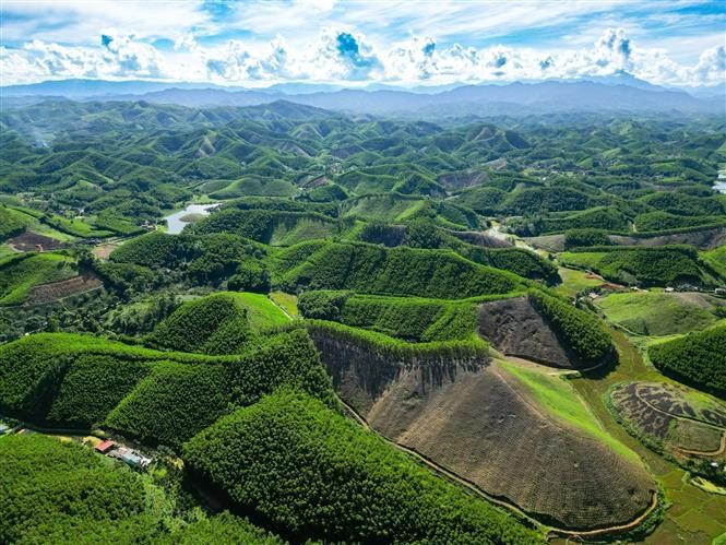 Acacia plantation model in Trieu Son (Thanh Hoa province) contributes to forest protection by greening barren hills, preventing soil erosion, and providing alternative materials to natural wood. (Photo: VNA)