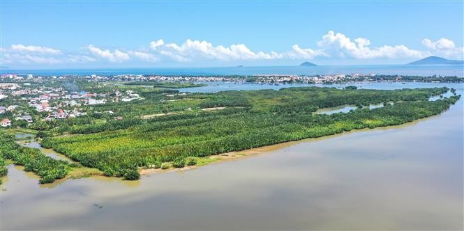 Cam Thanh sits at a unique location where the Thu Bon, Truong Giang, and Lo Canh Giang rivers converge before flowing into the East Sea. It serves as a buffer zone for the Cu Lao Cham–Hoi An World Biosphere Reserve, boasting a distinctive brackish-water ecosystem rich in resources, often referred to as the “green lung” of the region. (Photo: VNA)