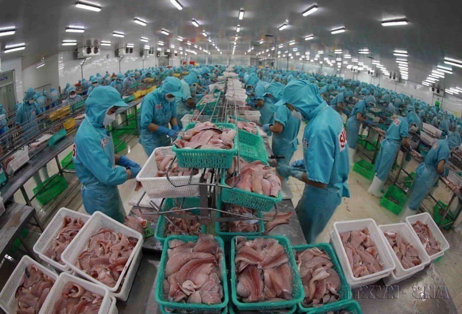 Vietnam mainly exports seafood, vegetables, cashew nuts, coffee, wood products, and textiles to Estonia. In the photo: Sorting raw tra fish for processing and export. (Photo: VNA)