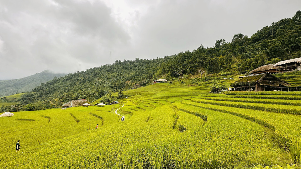 The terraced fields not only provide food for local communities but also serve as an ideal backdrop for stunning photographs. (Photo: VNA)