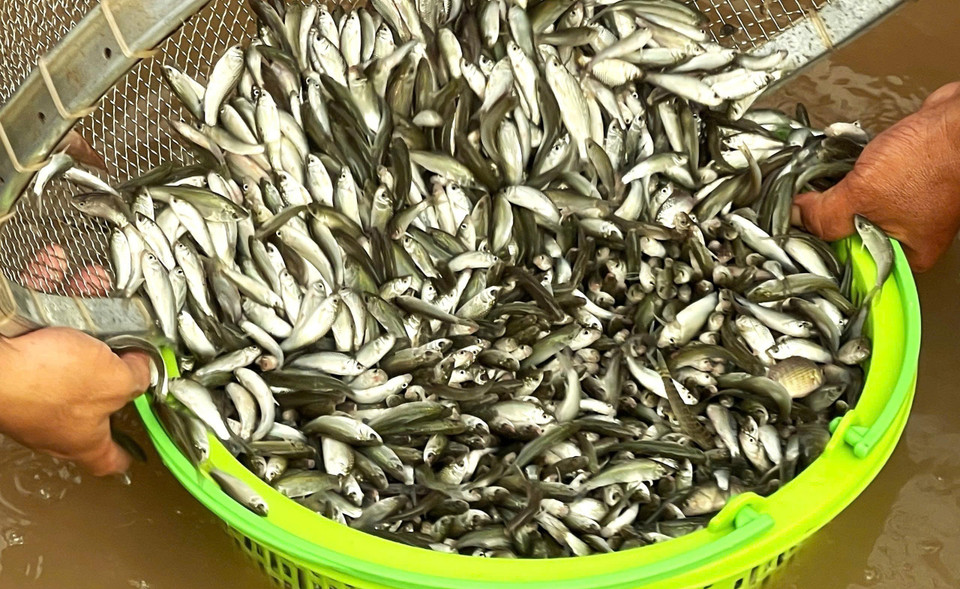 During the flood season, lady carp fish appear in great numbers in the natural waterways. (Photo: VNA)