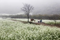 Moc Chau - a springtime plateau amid the clouds
