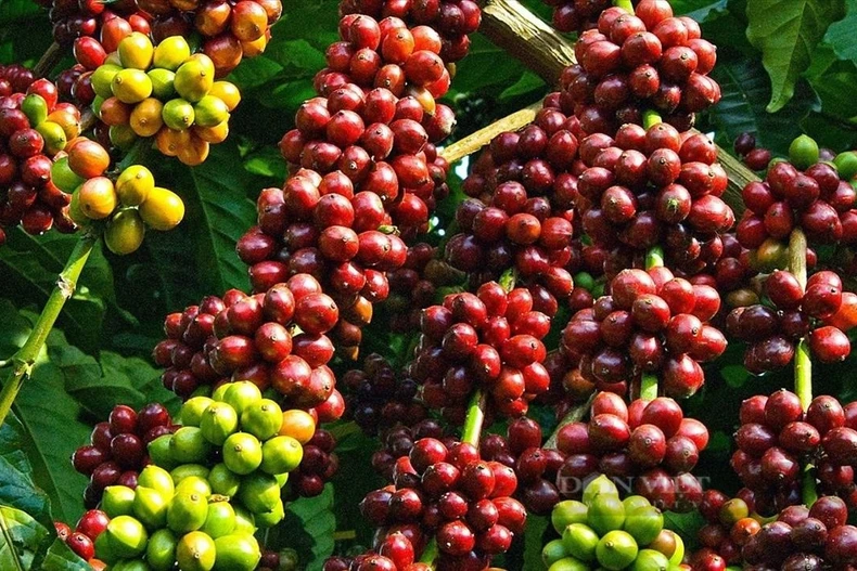 Dak Lak's coffee planting, processing knowledge becomes intangible cultural heritage