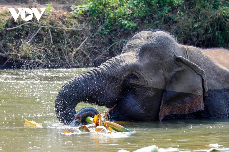 Dak Lak province is embracing an “elephant-friendly tourism” model, enhancing the welfare of domesticated elephants while creating meaningful experiences for visitors. (Photo: VOV)
