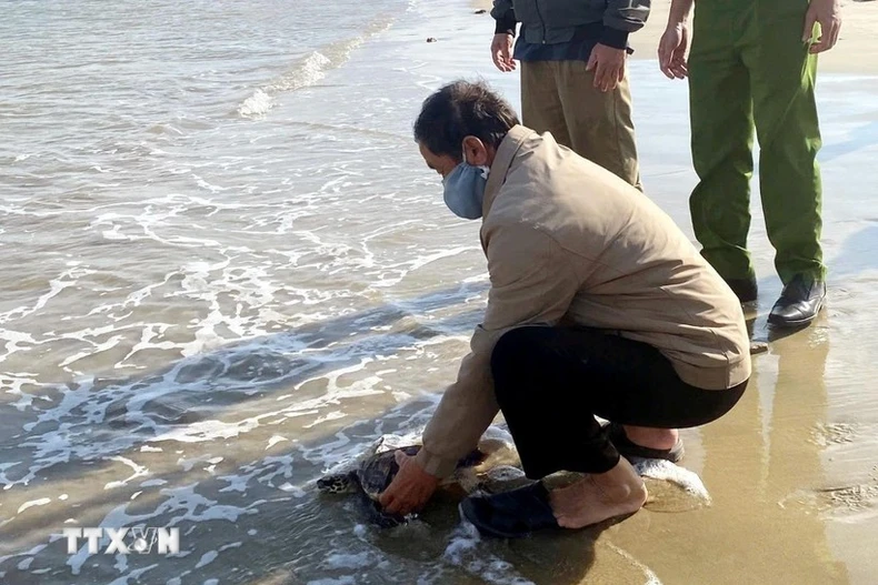 The turtle is released into the wild (Photo: VNA)