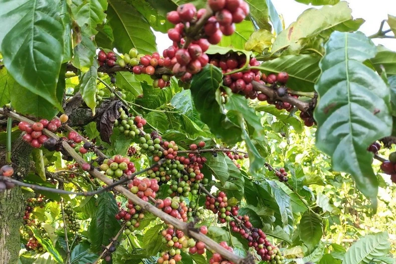 Coffee currently accounts for nearly 85% of Vietnam’s total exports to Algeria. (Photo: VNA)