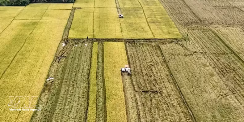 Harvesting rice in the Mekong Delta (Photo: VNA) 
