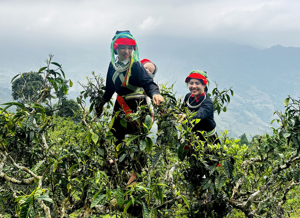 Dao women pick spring tea leaves amid the highlands of Tay Con Linh. (Photo: Duc Tho/VNA)