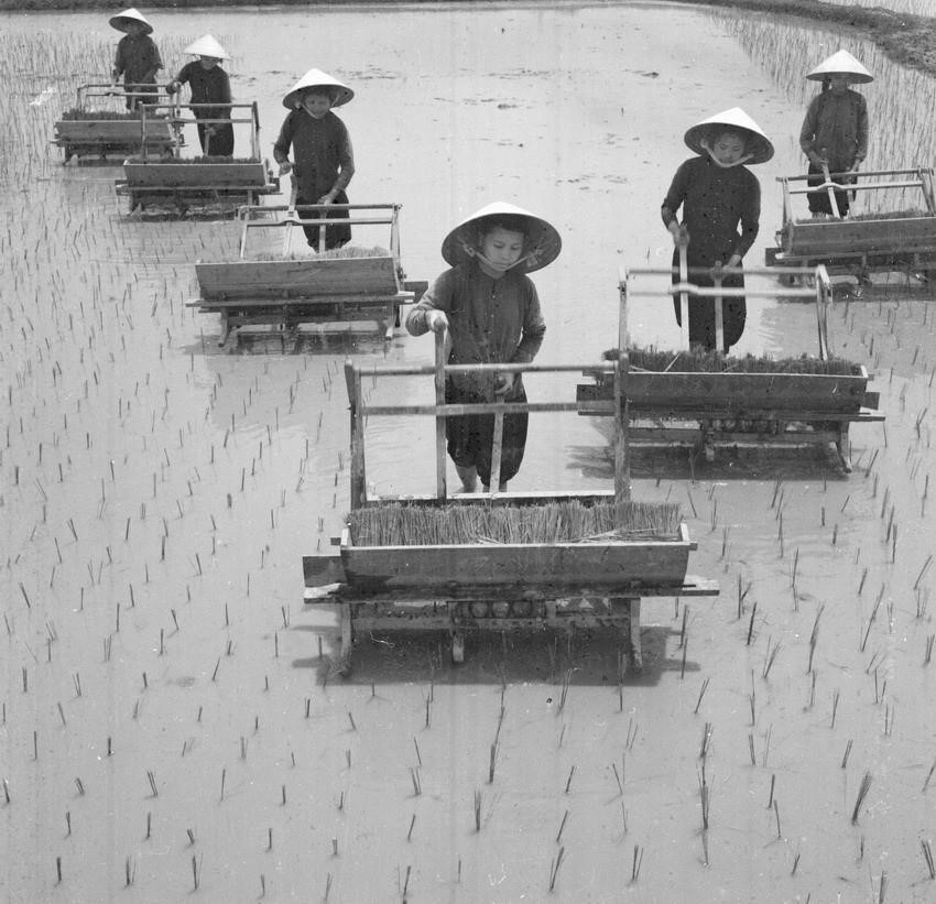 During the 1955-1975 period, the Party's leadership secured great victories in building socialism in the North and striving for reunification in the South. In the photo: Workers from Thuy Dai Cooperative, Yen Dinh district, Thanh Hoa province, transplant rice seedlings (1962). (Photo: Ton Uan - VNA)