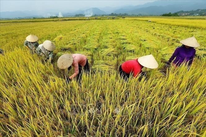 Photography serves as a powerful medium for promoting Vietnam’s culture and people to the world. In the photo: Farmers harvest rice in Thanh Luong commune, Dien Bien. (Photo: VNA)