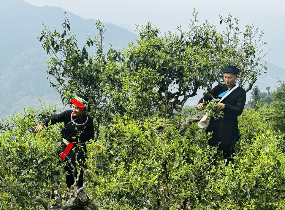 The Dao people in Ha Giang scale steep slopes to harvest leaves from ancient Shan Tuyet tea trees. (Photo: Duc Tho/VNA)