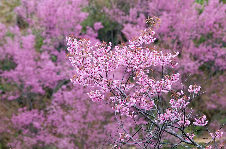 Clusters of To Day flowers, also known as the forest peach blossoms, display vibrant pink hues, drawing visitors to the highlands of Mu Cang Chai. (Photo: Tuan Anh – VNA)
