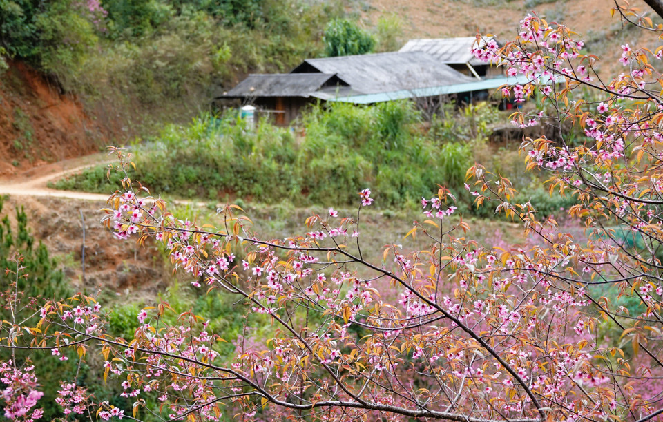 To Day, a simple yet pure flower also known as the forest peach blossom, has become a highlight of highland tourism, creating opportunities for economic development while preserving local cultural identity. (Photo: Tuan Anh – VNA)