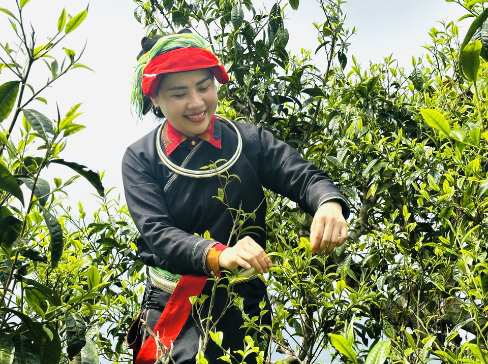 A Dao woman carefully picks tea leaves on the mountaintop. (Photo: Duc Tho/VNA)