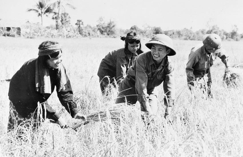 Vietnamese soldiers assist Cambodian people in harvesting rice. (Photo: VNA)