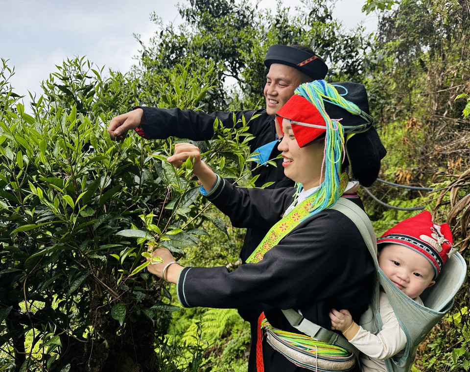 A Dao couple carries their child as they climb the mountains to gather spring tea on Tay Con Linh peak. (Photo: Duc Tho/VNA)