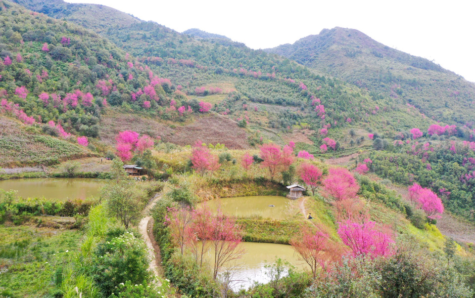 The pink hues of To Day flowers, also known as the forest peach blossoms, blend with the green of the mountains and forests, creating a landscape that is both majestic and poetic. (Photo: Tuan Anh – VNA)