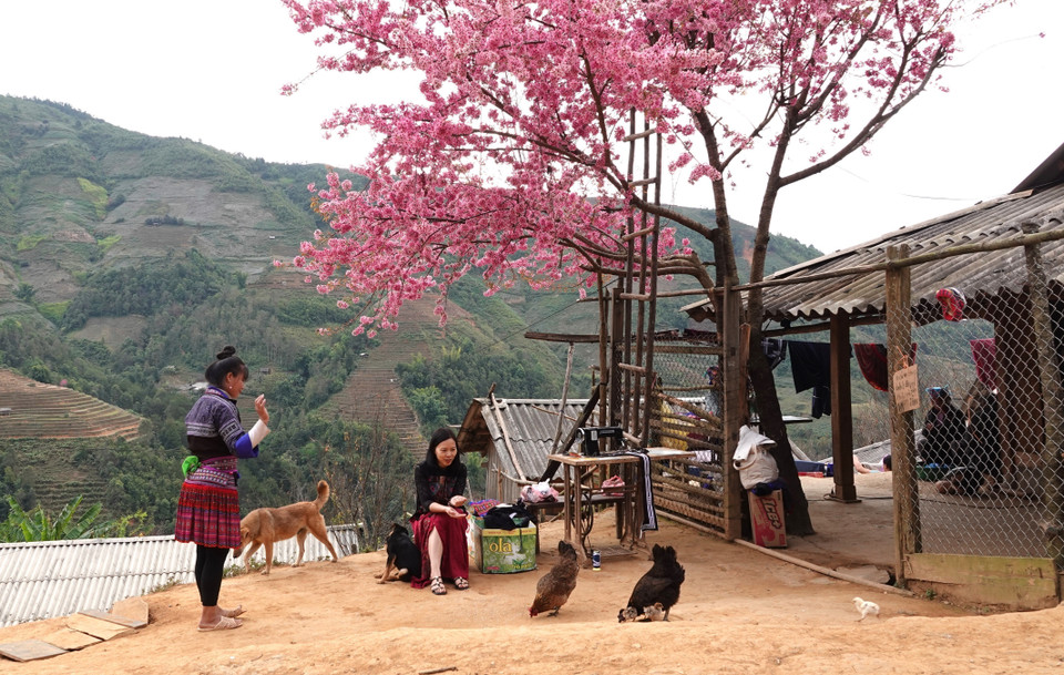 To Day flowers, also known as the forest peach blossoms, are commonly grown around homes in the highlands of Mu Cang Chai. (Photo: Tuan Anh – VNA)
