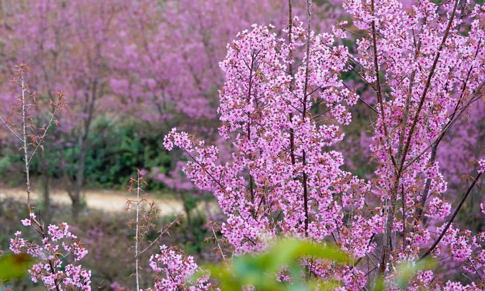 Mu Cang Chai is set to open the 2026 To Day Flower Festival on the evening of January 3, 2026, featuring a wide range of cultural activities. (Photo: Tuan Anh – VNA)