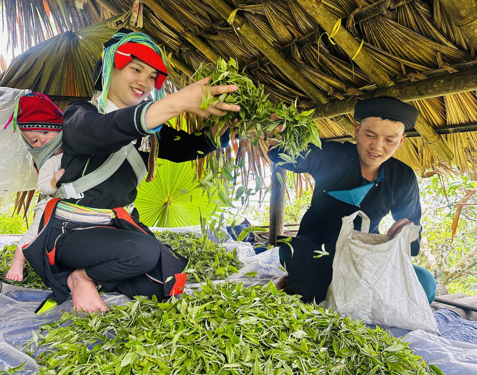 Spring tea pickers work among the misty peaks of Tay Con Linh. (Photo: Duc Tho/VNA)