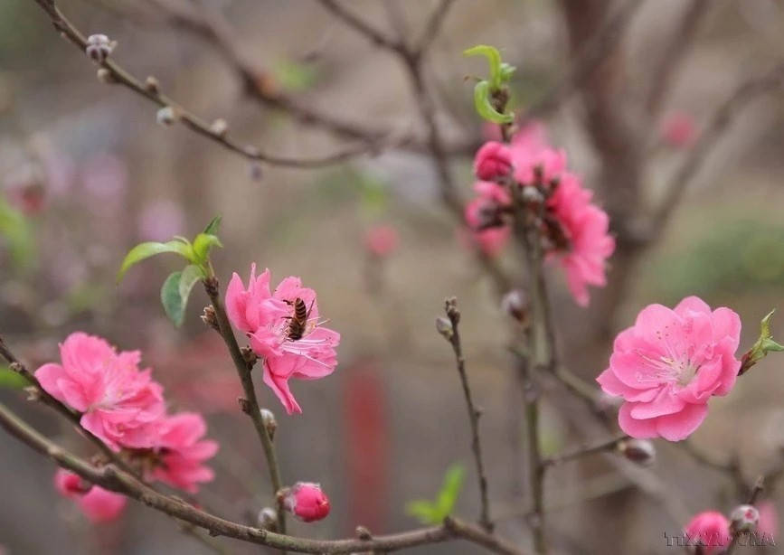 Dark pink peach blossoms, known as "Bich dao," are vibrant flowers with multiple layers of petals. (Photo: VNA)