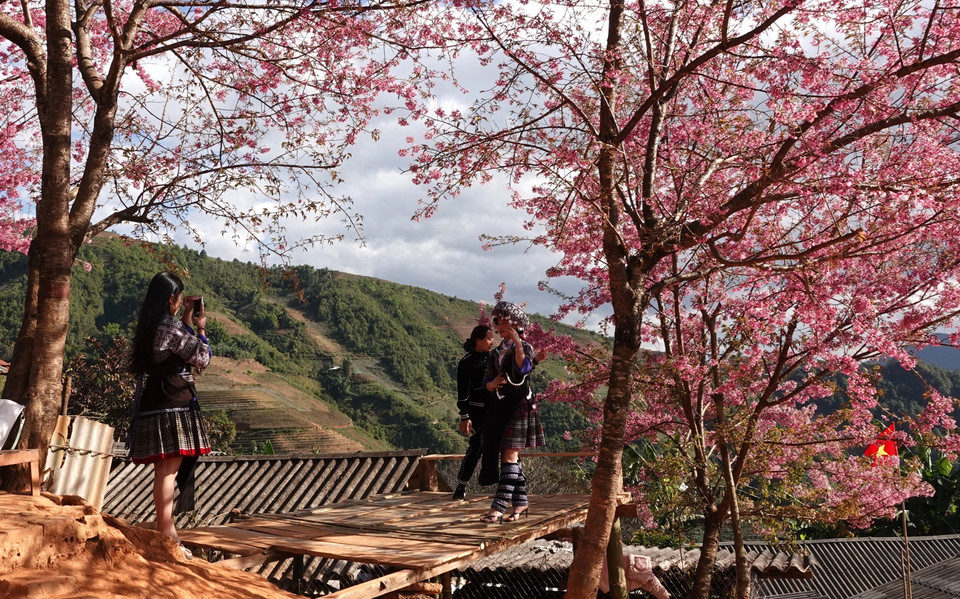 Local residents have harnessed the beauty of To Day flowers to promote tourism development in Mu Cang Chai. (Photo: Tuan Anh – VNA)