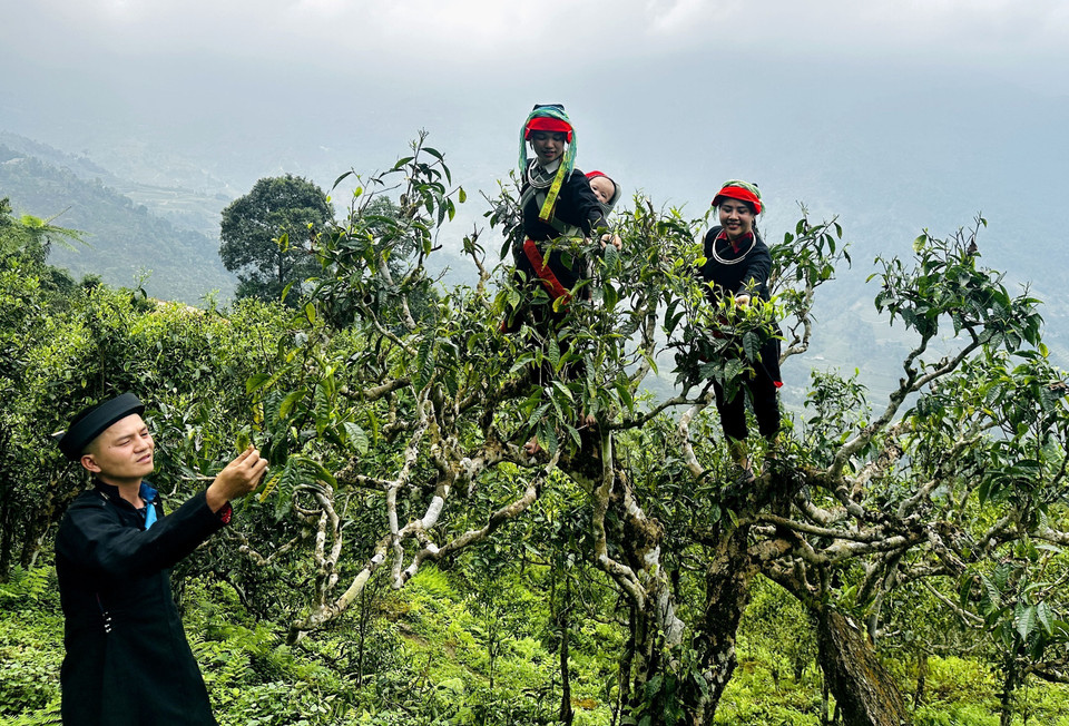 The Dao people in Ha Giang scale steep slopes to harvest leaves from ancient Shan Tuyet tea trees. (Photo: Duc Tho/VNA)