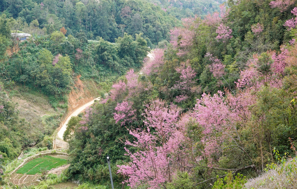 The To Day tree, also known as the forest peach blossom, helps protect the environment by greening barren hillsides and preventing soil erosion. (Photo: Tuan Anh – VNA)