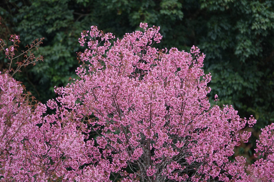 Brilliant clusters of To Day flowers create a stunning natural tableau across the land of Mu Cang Chai. (Photo: Tuan Anh – VNA)
