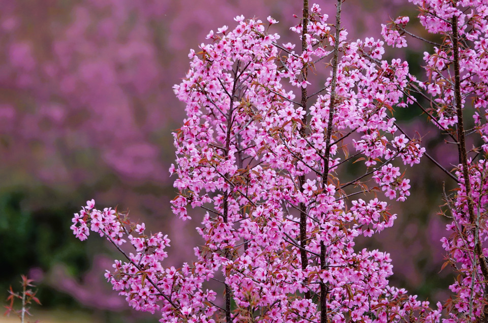 To Day flowers, also known as the forest peach blossoms, bloom as a symbol of spring and the promise of a new farming season. (Photo: Tuan Anh – VNA)